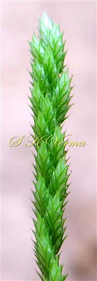   Raceme- Spikelets in 2 alternating rows
